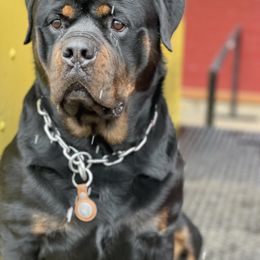 Bravo - Rottweiler