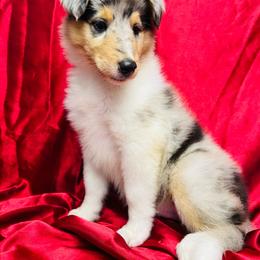 Selma - Blue merle female Collie puppy in Groveland, Florida from Palmhaven Collies