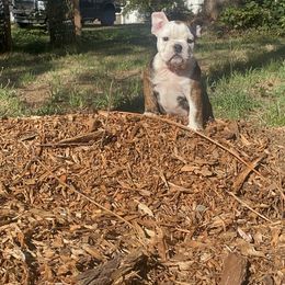 Boy 1 - male Bulldog puppy in Marysville, Washington from English Bulldogs WA