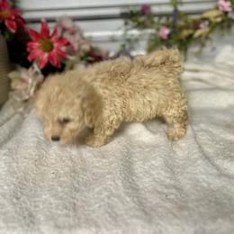 Misty - Cream female Poodle puppy in Elgin, South Carolina from Silver Bells Paw Prints