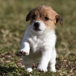 Chinese Crested and Russell Terrier Puppies from Jumping Jacks Russells