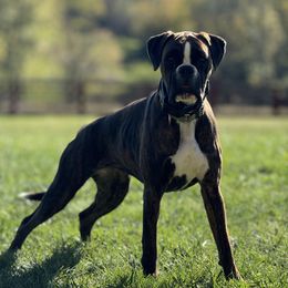 Sasha - Boxer