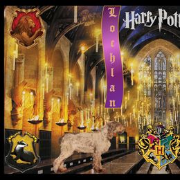 Spinone Italiano puppies from Ilvolare Spinone