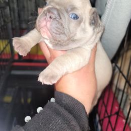 French Bulldog Puppies from Culichitown Frenchies