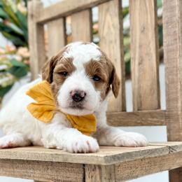 Yarrow - Parti male Goldendoodle puppy in Queen Creek, Arizona from Goldendoodle AZ