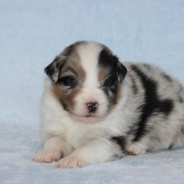 Savage - Blue merle male Australian Shepherd puppy in Circleville, Utah from Canyon Creek Aussies