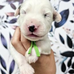 Green - White and black male Dalmatian puppy in Gray, Georgia from Fuller Spots