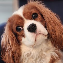 Rosie - Cavalier King Charles Spaniel