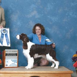 English Springer Spaniels from Ebenezer Valley ESS