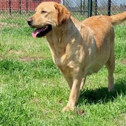 Fancy - Labrador Retriever