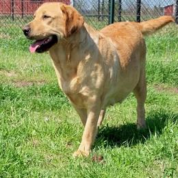 Fancy - Labrador Retriever