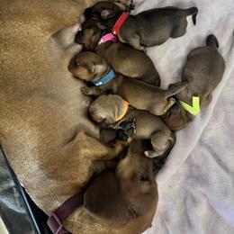 Dachshund puppies from Wiener Walk AZ