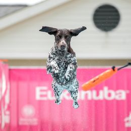 Sona - German Shorthaired Pointer
