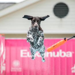 Sona - German Shorthaired Pointer