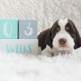 Basil - English Springer Spaniel puppy from Spellcraft Springers