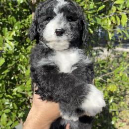 Yellow - Black and white female Sheepadoodle puppy in Archer, Florida from Gainesville Sheepadoodles