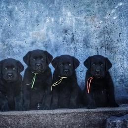 Labrador Retriever and Samoyed Puppies from Carefree Samoyeds/ Desert Hills Labradors