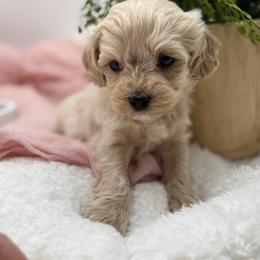 Black collared male - Cream male Maltipoo puppy in Marshallville, Ohio from Grassy Meadow Pups