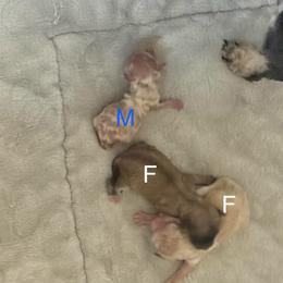 Male 1 - Cream male Maltipoo puppy in Paden, Oklahoma from Logan's Perfect Puppies