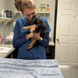 Cavalier King Charles Spaniel Puppies from Reynolds Farms Cavaliers