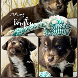 3 Bentley , RTM - Red tri-color male Miniature American Shepherd puppy in Huntington, Texas from JKKJ Farms, LLC