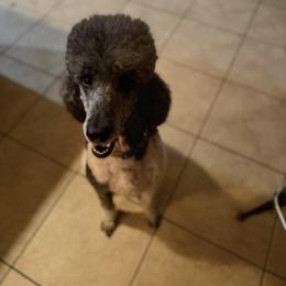 Ozzy - Parti male Poodle puppy in Ocala, Florida from Bernedoodles of Florida