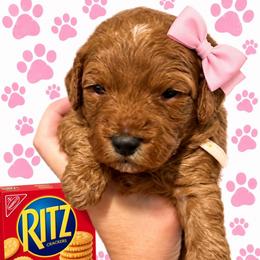Ritz - Red  female Goldendoodle puppy in Coats, North Carolina from TH.EM Doodles