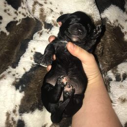 Dachshund Puppies from JBs