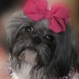 Cookie - Shih Tzu
