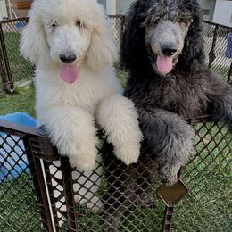 Poodle Puppies from Acqua Standard Poodles