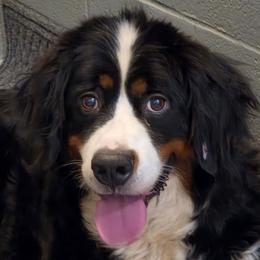 Dooley - Bernese Mountain Dog