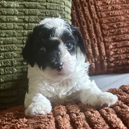 Yin - Black and white male Shihpoo puppy in Macon, Georgia from Shipoo Lane