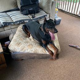 Doberman Pinscher puppies from Ivey League Doberman Kennels