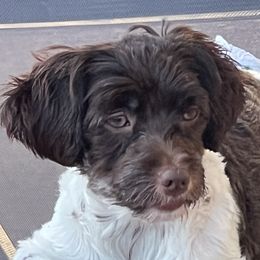 Rayna - Havanese