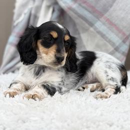 Fancy - Piebald female Dachshund puppy in Decatur, Mississippi from KP Dachshunds