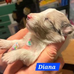 Diana - Sable merle and white female Shetland Sheepdog puppy in Kaycee, Wyoming from Heavenly Shelties