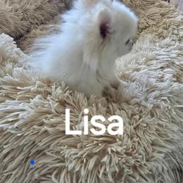Lisa - White female Pomeranian puppy in San Diego, California from Socalpoms