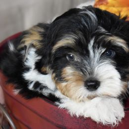 Hansel - Black tan and white male Biewer Terrier puppy in California from Skyridge Puppies