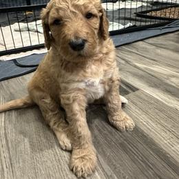 REX-red collar-3 open spots left - Red  male Goldendoodle puppy in Chino Valley, Arizona from Whiskey Row Royals