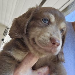 Jaeger 2500 - Chocolate and cream male Dachshund puppy in Sarasota County, Florida from Donna's Mini Joys