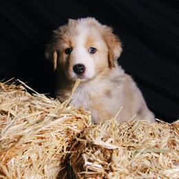 Australian Shepherd Puppies from Cooper Ridge Aussies