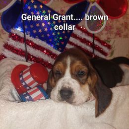 General Grant - Black brown and white male Basset Hound puppy in Highland Heights, Kentucky from Hound Ridge Meadows