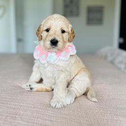 Lilypad - Cream female Goldendoodle puppy in Sterling, Illinois from Charley's Goldendoodles