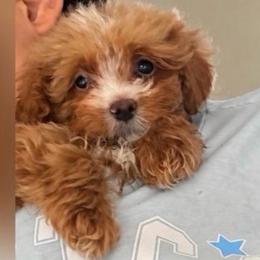 Charlie - Red  male Goldendoodle puppy in Cumberland, Rhode Island from minigoldendoodlesofRI