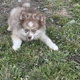Titus - Chocolate male Pomsky puppy in Bucyrus, Missouri from Hill Top Pomskies
