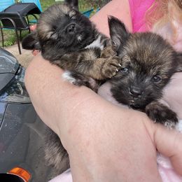 Companion Cross and Pomsky Puppies from Cute Pups - Pomsky and Chinese Crested Mix