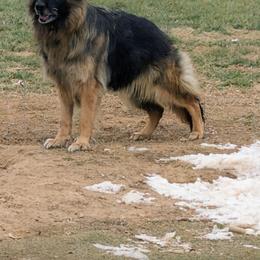 Mia - German Shepherd