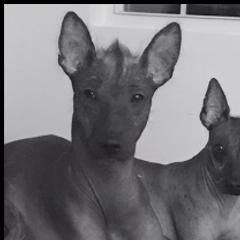 Luna - Xoloitzcuintli