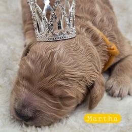 Martha - Apricot female Goldendoodle puppy in Neillsville, Wisconsin from Granton Creek