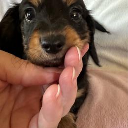 Scooter - Black and tan male Dachshund puppy in Griffin, Georgia from Always Trippin' Doxie Life